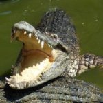Krokodýlí ZOO v Protivíně: Výlet pro školy, rodiny i jednotlivce