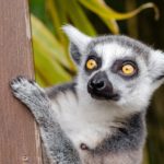 Na dovolenou na Madagaskar? Tento ostrůvek vás svými krásami naprosto uchvátí