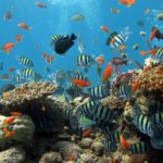 Kde hledat nejkrásnější korálové útesy světa?