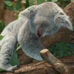 Co můžete vidět v Austrálii?