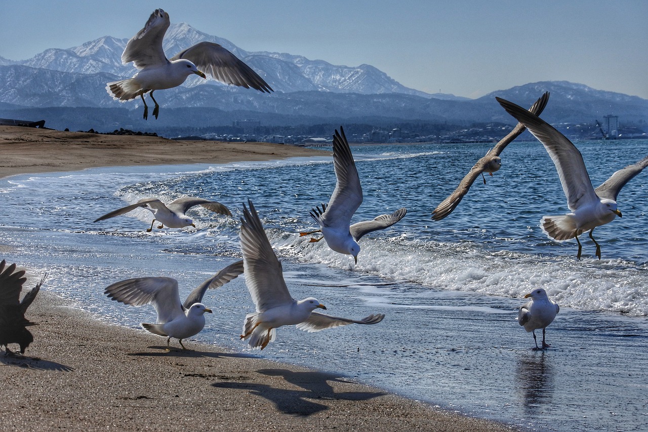 sea