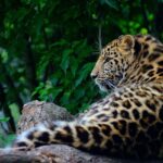 Neobvyklá zvířata pocházející z Asie