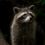 Jaká zajímavá zvířata můžete vidět v Evropě?